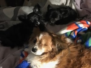 3-babies-in-bed